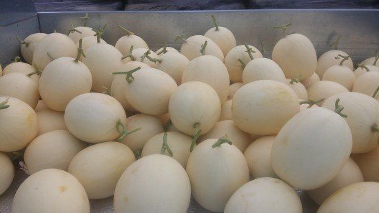 홍선표(지현네멜론)님의 장터 판매 상품 [천안 수신 멜론 ] 첨부 사진