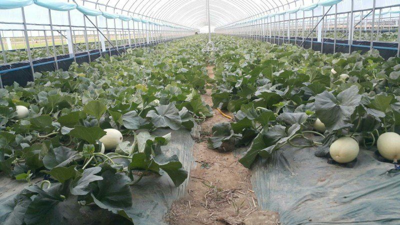 홍선표(지현네멜론)님의 장터 판매 상품 [천안 수신 멜론 ] 첨부 사진