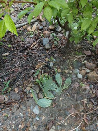 이상돈님의 기타작물 · 영농일지 작성글 사진