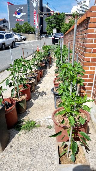 지종필님의 6월 농사계획🧑🏻‍🌾 · 참여글 작성글 사진