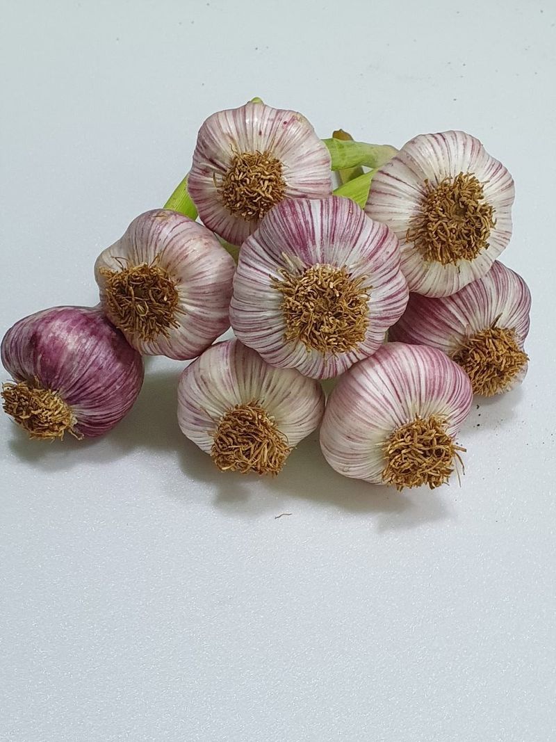 장터 상품 [서산마늘 최저가로 드려요] 썸네일