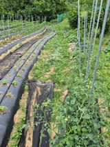 팜모닝 자유주제·자유게시판 게시글 이미지