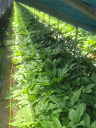 박래문님의 고추 · 영농일지 작성글 사진