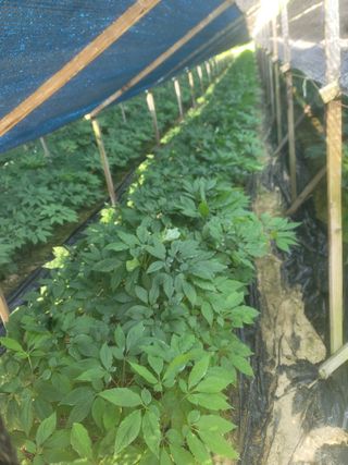 박래문님의 고추 · 영농일지 작성글 사진