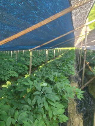 박래문님의 고추 · 영농일지 작성글 사진