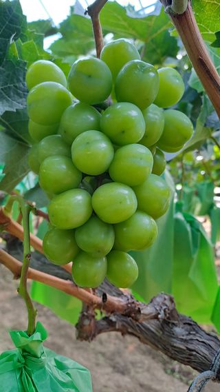 알 수 없음님의 포도 · 영농일지 작성글 사진