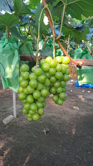 알 수 없음님의 포도 · 영농일지 작성글 사진