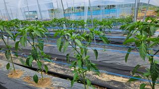 향적농원(정은상)님의 고추 · 지주설치•유인•성장 작성글 사진