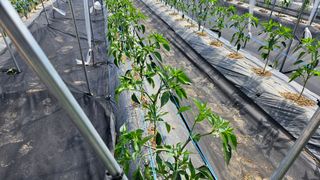 향적농원(정은상)님의 고추 · 지주설치•유인•성장 작성글 사진