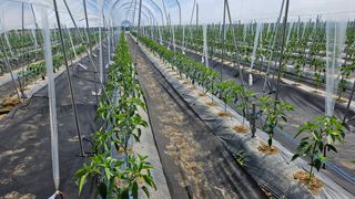 향적농원(정은상)님의 고추 · 지주설치•유인•성장 작성글 사진