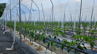 향적농원(정은상)님의 고추 · 지주설치•유인•성장 작성글 사진