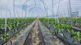 향적농원(정은상)님의 고추 · 지주설치•유인•성장 작성글 사진