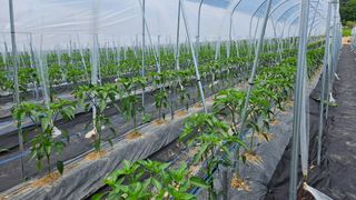 향적농원(정은상)님의 고추 · 지주설치•유인•성장 작성글 사진