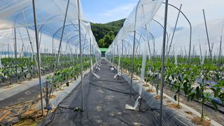 향적농원(정은상)님의 고추 · 지주설치•유인•성장 작성글 사진