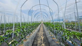 향적농원(정은상)님의 고추 · 지주설치•유인•성장 작성글 사진