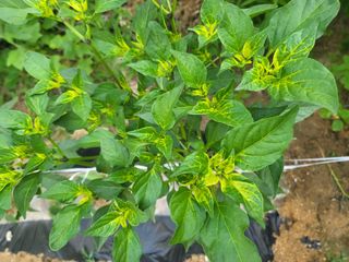 초보농 유경님의 자유주제 · 자유게시판 작성글 사진