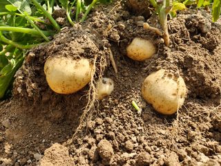 금우님의 감자 · 영농일지 작성글 사진