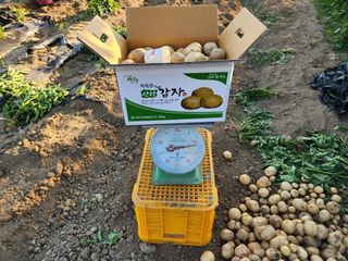 금우님의 감자 · 영농일지 작성글 사진