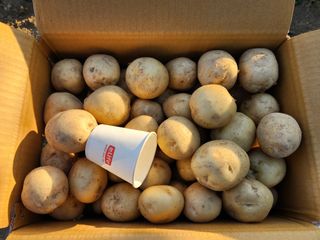 금우님의 감자 · 영농일지 작성글 사진