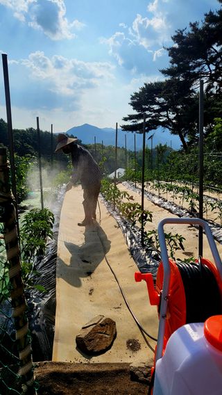 대운이네농원님의 자유주제 · 자유게시판 작성글 사진