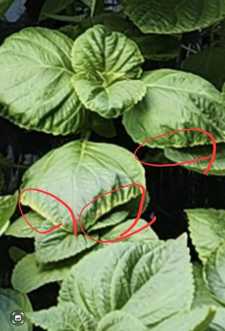 맛과자님의 기타작물 · 병해충상담 작성글 사진