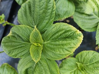 맛과자님의 기타작물 · 병해충상담 작성글 사진