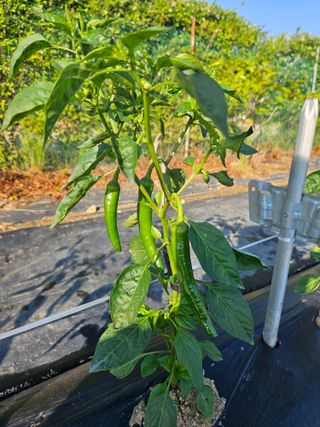 노승남님의 고추 · 영농일지 작성글 사진