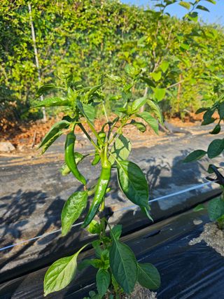 노승남님의 고추 · 영농일지 작성글 사진