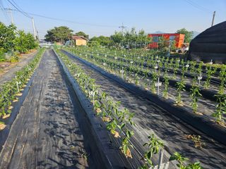 노승남님의 고추 · 영농일지 작성글 사진