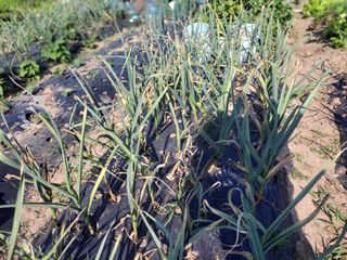 영원한 초보텃밭님의 농사, 무엇이든 물어보세요! · 참여글 작성글 사진