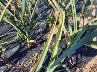 영원한 초보텃밭님의 농사, 무엇이든 물어보세요! · 참여글 작성글 사진