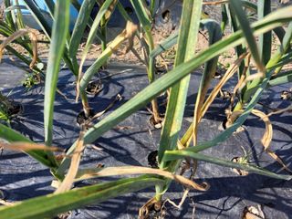 영원한 초보텃밭님의 농사, 무엇이든 물어보세요! · 참여글 작성글 사진