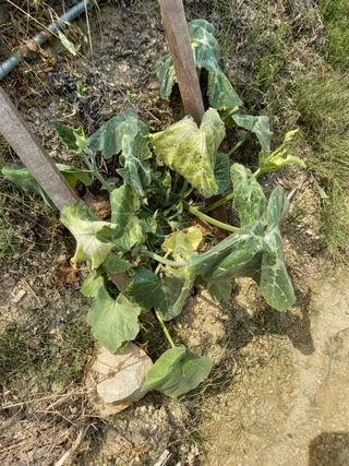 omany님의 호박 · 병해충상담 작성글 사진