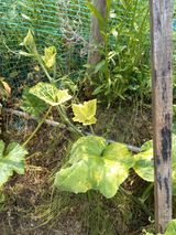 팜모닝 호박·병해충상담 게시글 이미지