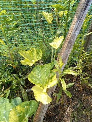 omany님의 호박 · 병해충상담 작성글 사진