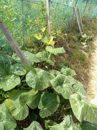 omany님의 호박 · 병해충상담 작성글 사진