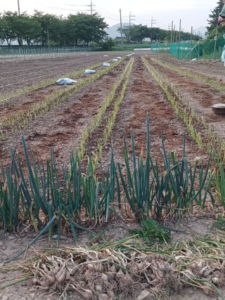 이재경님의 6월 농사계획🧑🏻‍🌾 · 참여글 작성글 사진