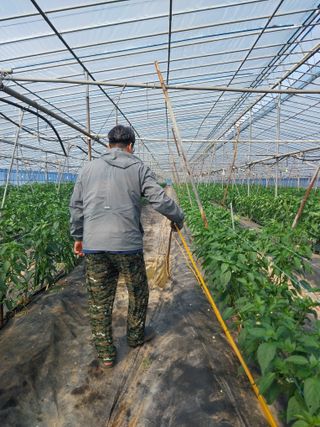 하늘샘(하경수)님의 고추 · 영농일지 작성글 사진