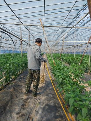 하늘샘(하경수)님의 고추 · 영농일지 작성글 사진