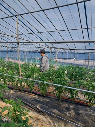 하늘샘(하경수)님의 고추 · 영농일지 작성글 사진