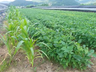 박준영님의 상추 · 자유게시판 작성글 사진