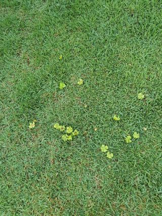 우람님의 농사, 무엇이든 물어보세요! · 참여글 작성글 사진