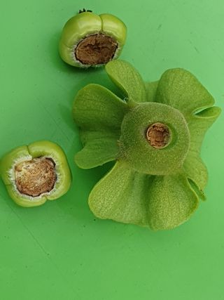 우람님의 농사, 무엇이든 물어보세요! · 참여글 작성글 사진