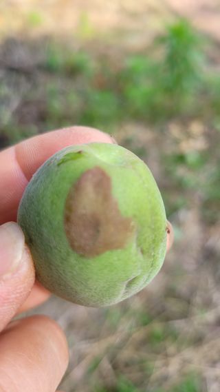 정재연님의 매실 · 병해충상담 작성글 사진