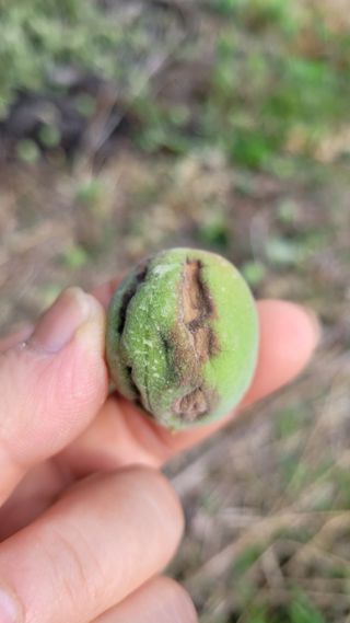 정재연님의 매실 · 병해충상담 작성글 사진