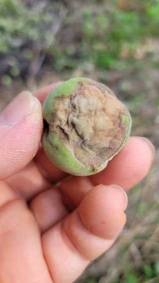 정재연님의 매실 · 병해충상담 작성글 사진