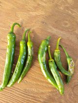 팜모닝 고추·병해충상담 게시글 이미지