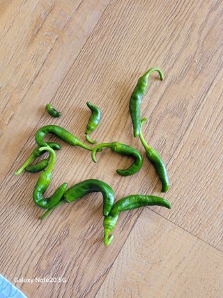 이윤미님의 고추 · 병해충상담 작성글 사진