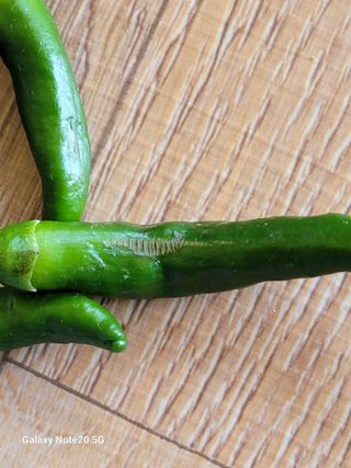 이윤미님의 고추 · 병해충상담 작성글 사진