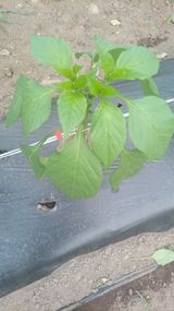 팜모닝 자유주제·자유게시판 게시글 이미지